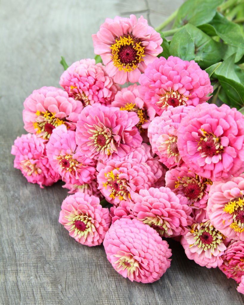 Zinnie - Zinnia elegans 'Oklahoma Pink'