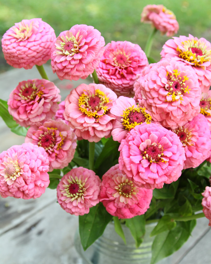 Zinnie - Zinnia elegans 'Oklahoma Pink'