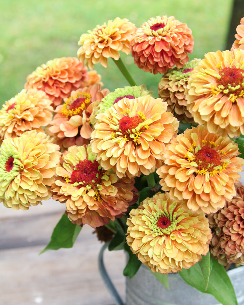 Zinnie - Zinnia elegans 'Queen Lime Orange'