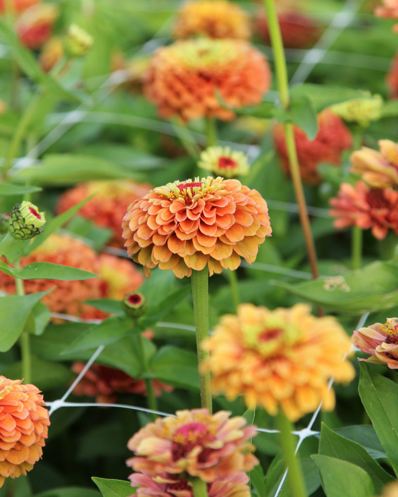 Zinnie - Zinnia elegans 'Queen Lime Orange'