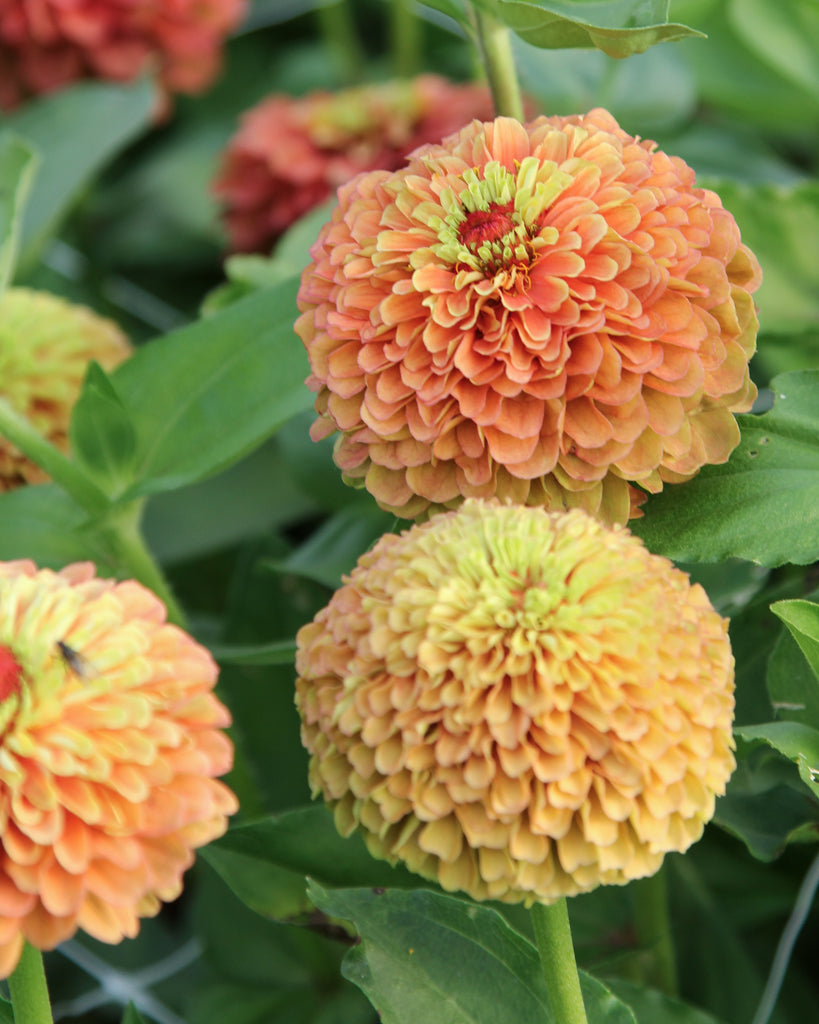 Zinnie - Zinnia elegans 'Queen Lime Orange'