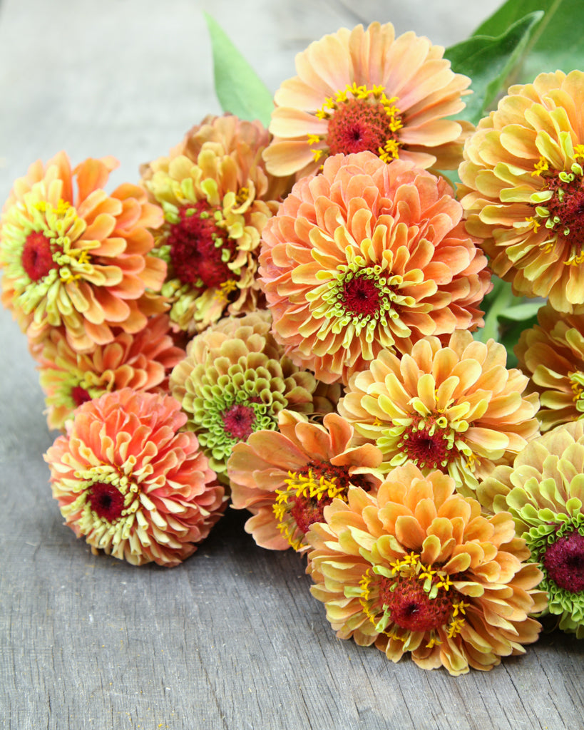 Zinnie - Zinnia elegans 'Queen Lime Orange'