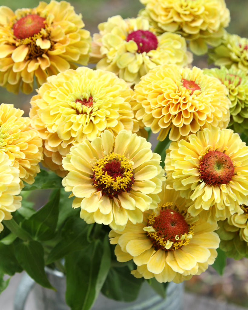 Zinnie - Zinnia elegans 'Queen Lime Peach'