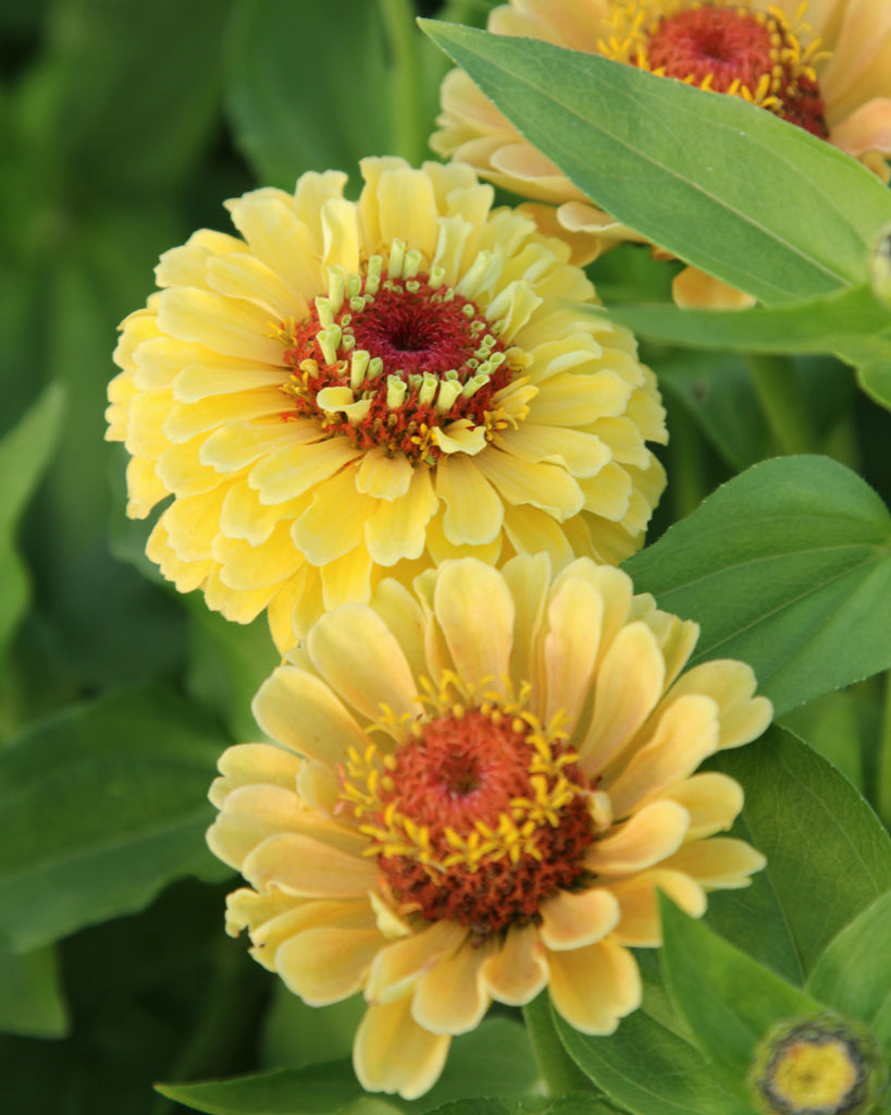 Zinnie - Zinnia elegans 'Queen Lime Peach'