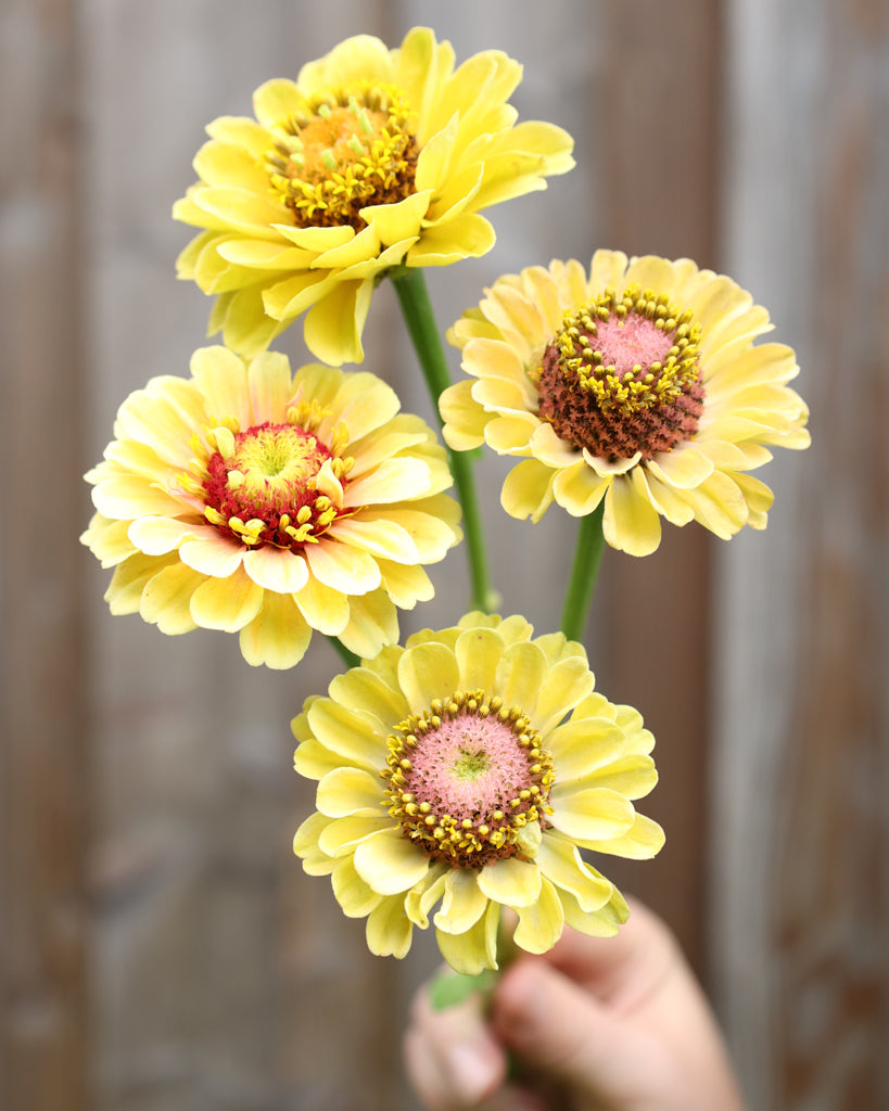 Zinnie - Zinnia elegans 'Queen Lime Peach'