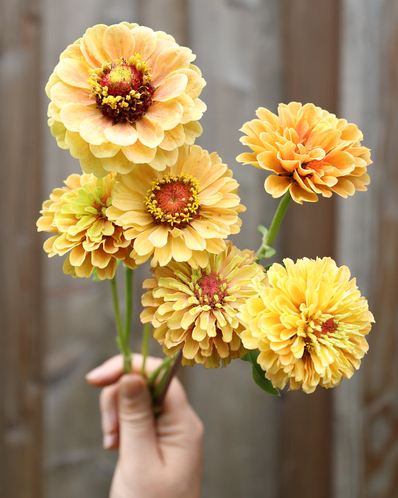 Zinnie - Zinnia elegans 'Queen Lime Peach'