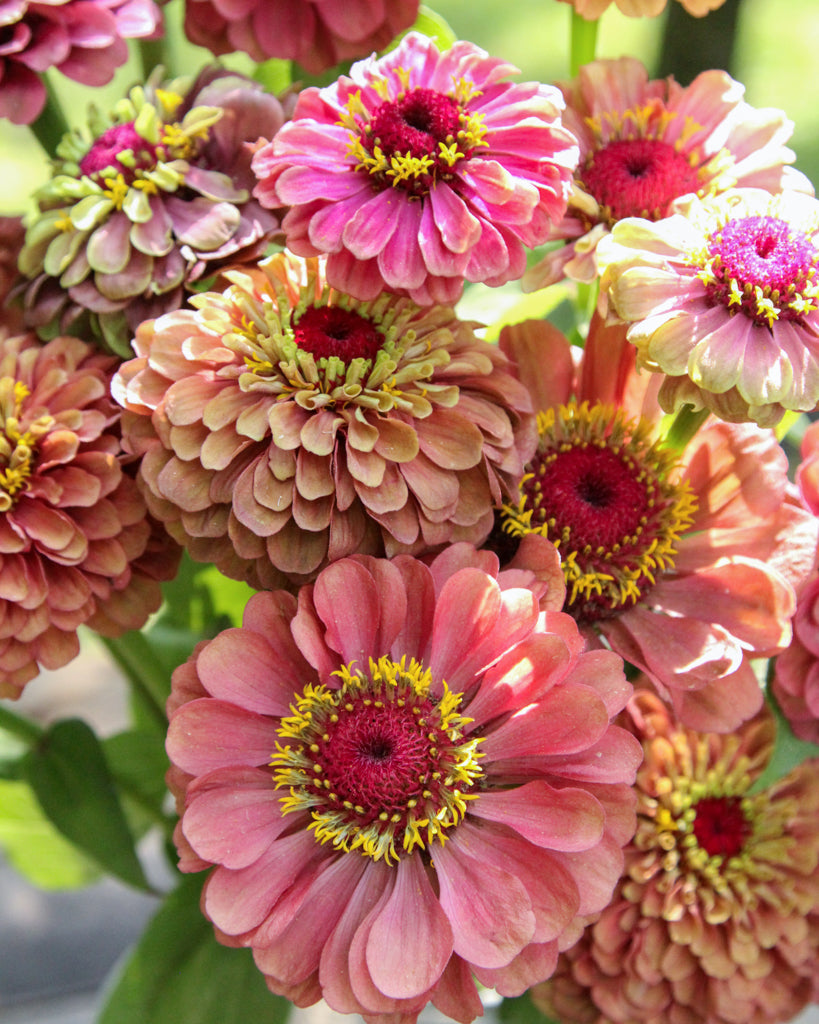 Zinnia - Zinnia elegans 'Queen Red Lime'