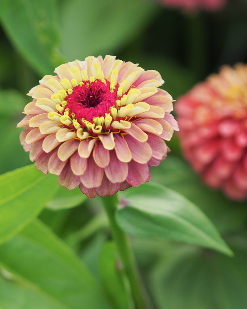 Zinnie - Zinnia elegans 'Queen Red Lime'