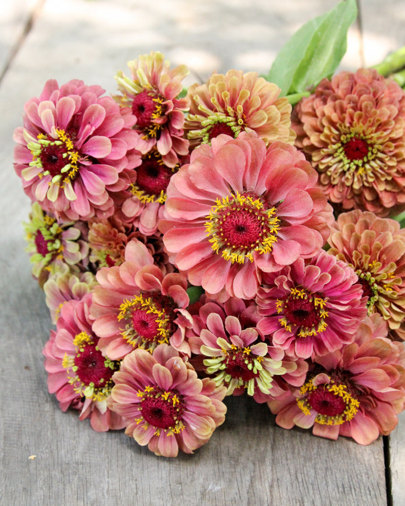 Zinnie - Zinnia elegans 'Queen Red Lime'