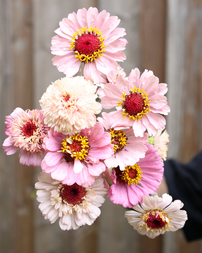 Zinnie - Zinnia elegans 'Zinderella Lilac'