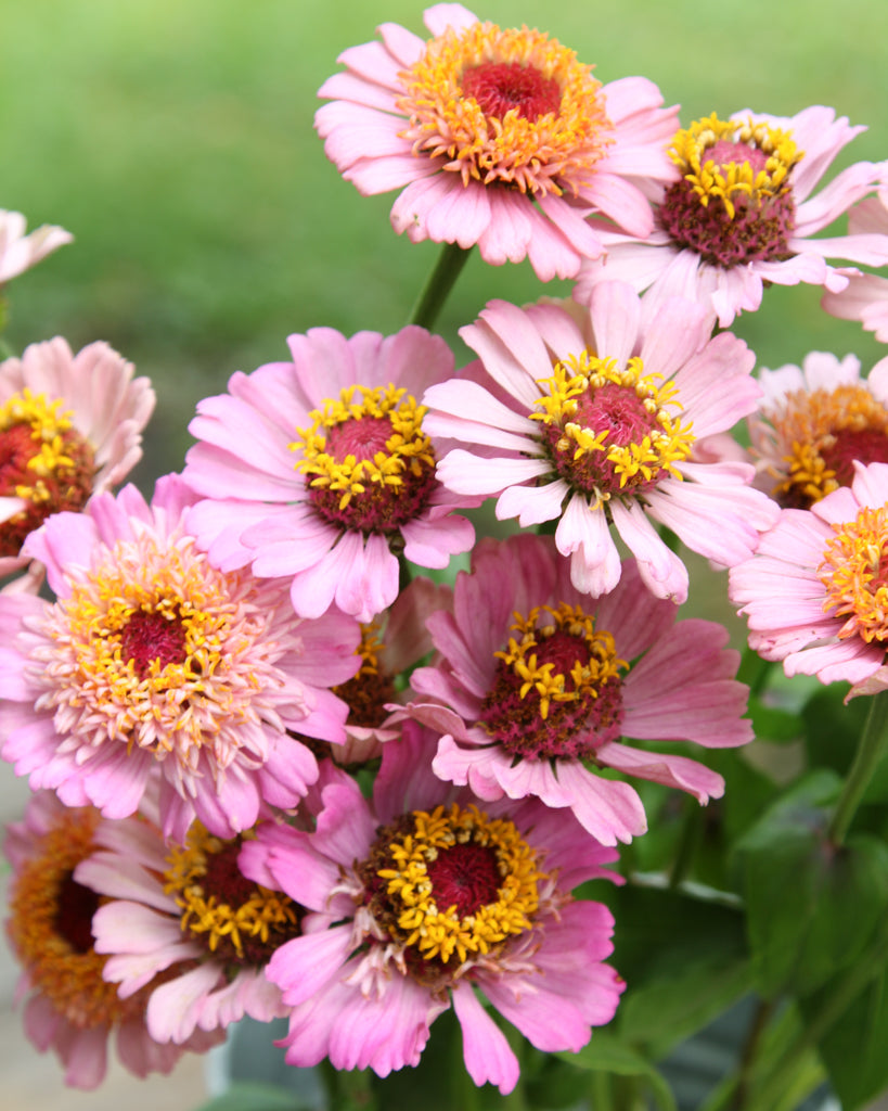 Zinnie - Zinnia elegans 'Zinderella Lilac'