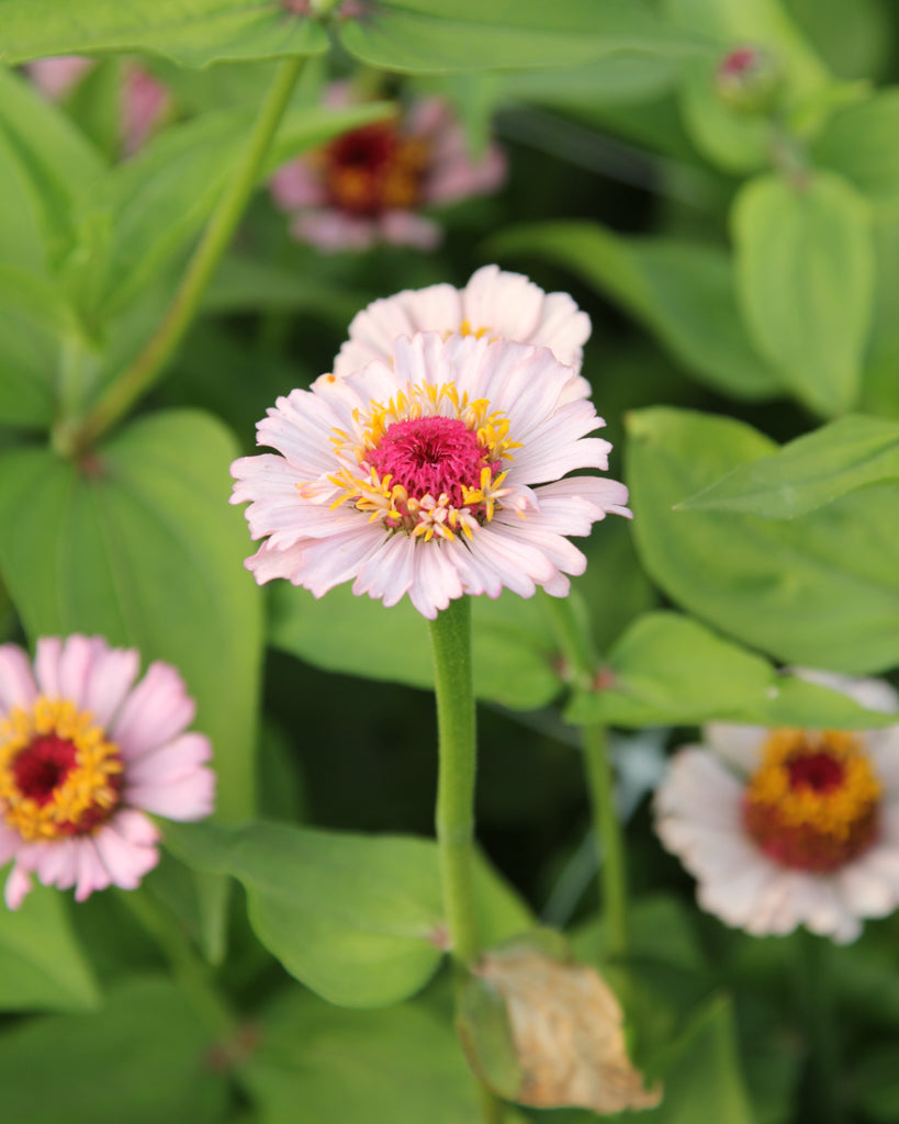 Zinnie - Zinnia elegans 'Zinderella Lilac'