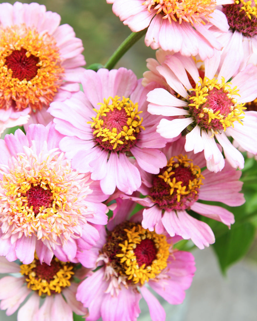 Zinnie - Zinnia elegans 'Zinderella Lilac'