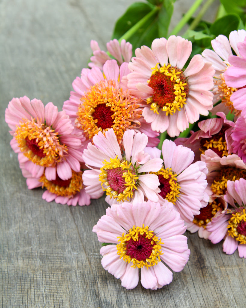 Zinnie - Zinnia elegans 'Zinderella Lilac'