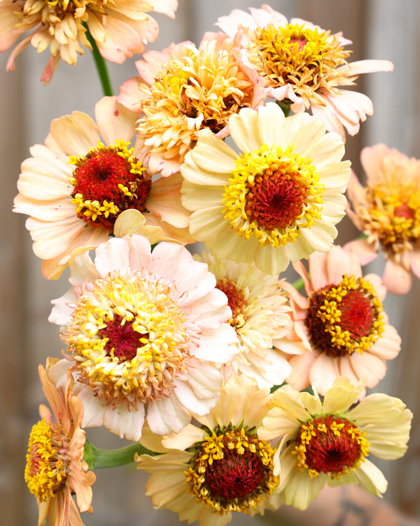 Zinnie - Zinnia elegans 'Zinderella Peach'