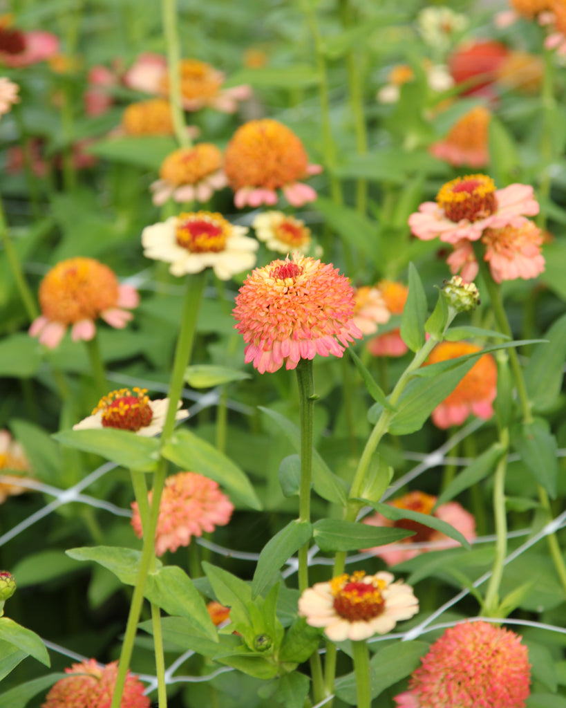 Zinnie - Zinnia elegans 'Zinderella Peach'