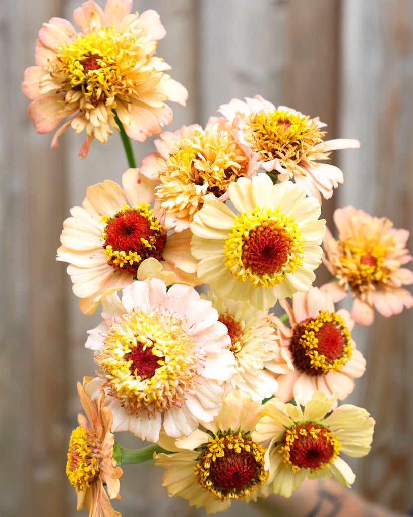 Zinnie - Zinnia elegans 'Zinderella Peach'