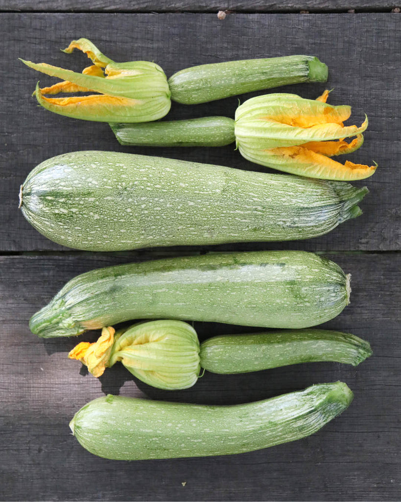 Zucchini 'Alberello' aus der Gartenzauber-Saatgutserie