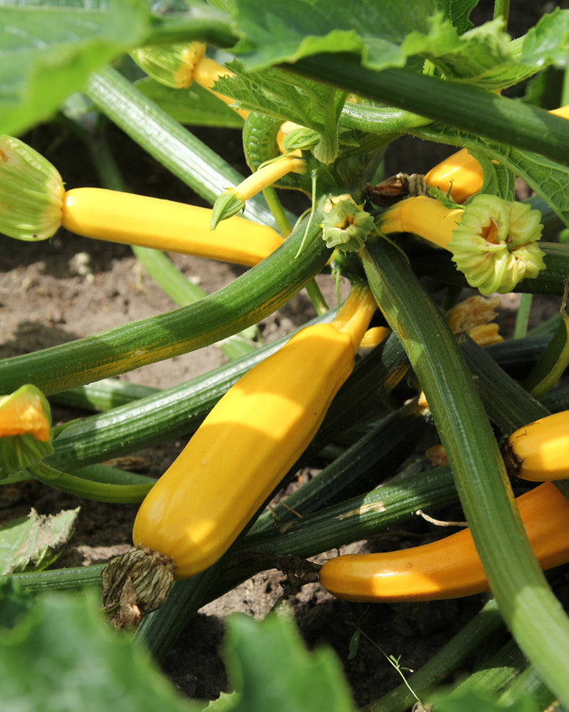 Gemuese Pflanze Zucchini ‘Sativa Auslese’