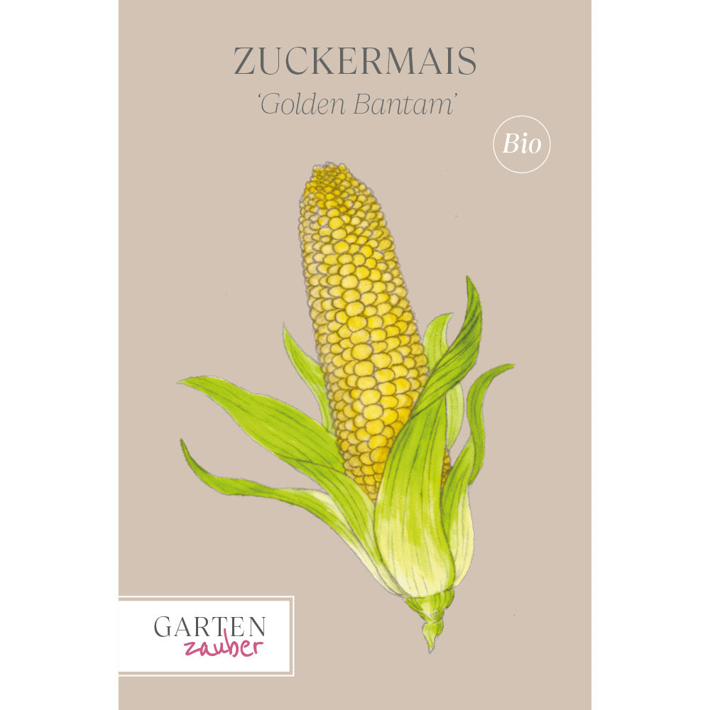 Vorderansicht Saatguttuete Zuckermais 'Golden Bantam' aus der Gartenzauber-Saatgutserie