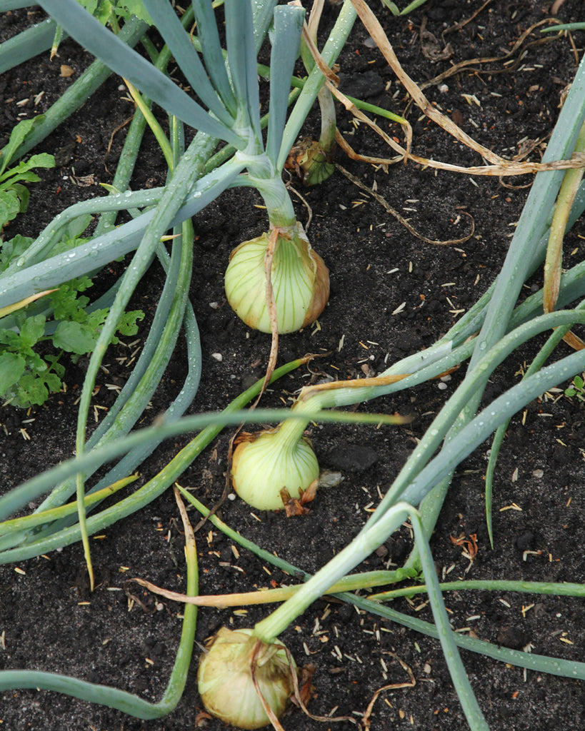 Zwiebel 'Sturon' aus der Gartenzauber-Saatgutserie