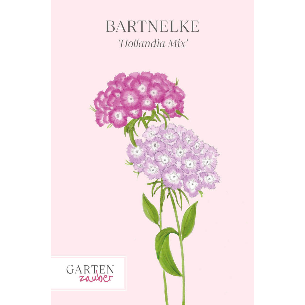 Vorderansicht Saatguttuete  Bartnelke - Dianthus barbatus `Hollandia Mix` aus der Gartenzauber-Saatgutserie