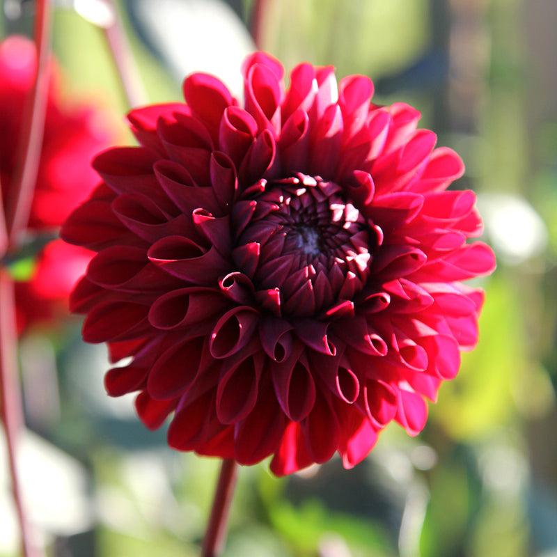 dahlie-baccara-dahlienknolle-dahlienpflanze-gartenzauber