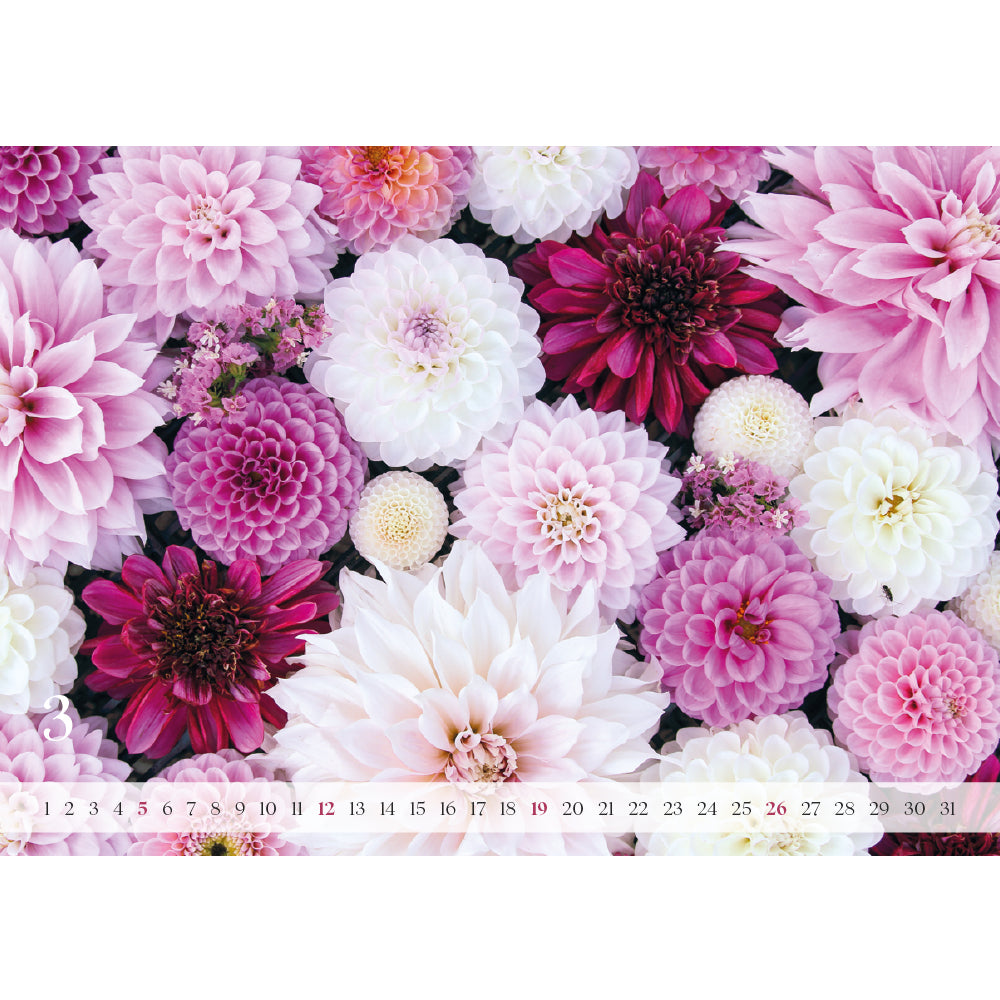 Gartenzauber Dahlien- und Blumenkalender 2023