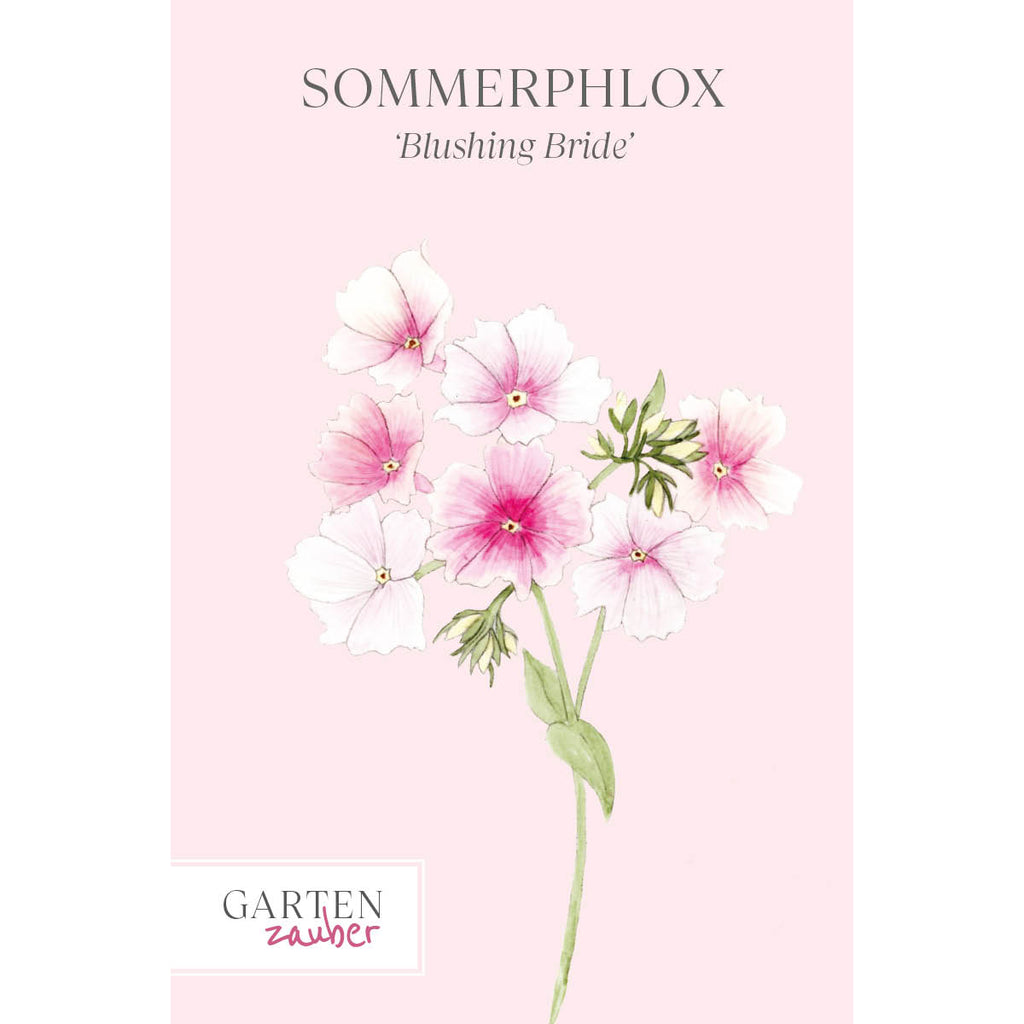 Vorderansicht Saatguttuete  Sommerphlox - Phlox drummondii  'Blushing Bride'  aus der Gartenzauber-Saatgutserie
