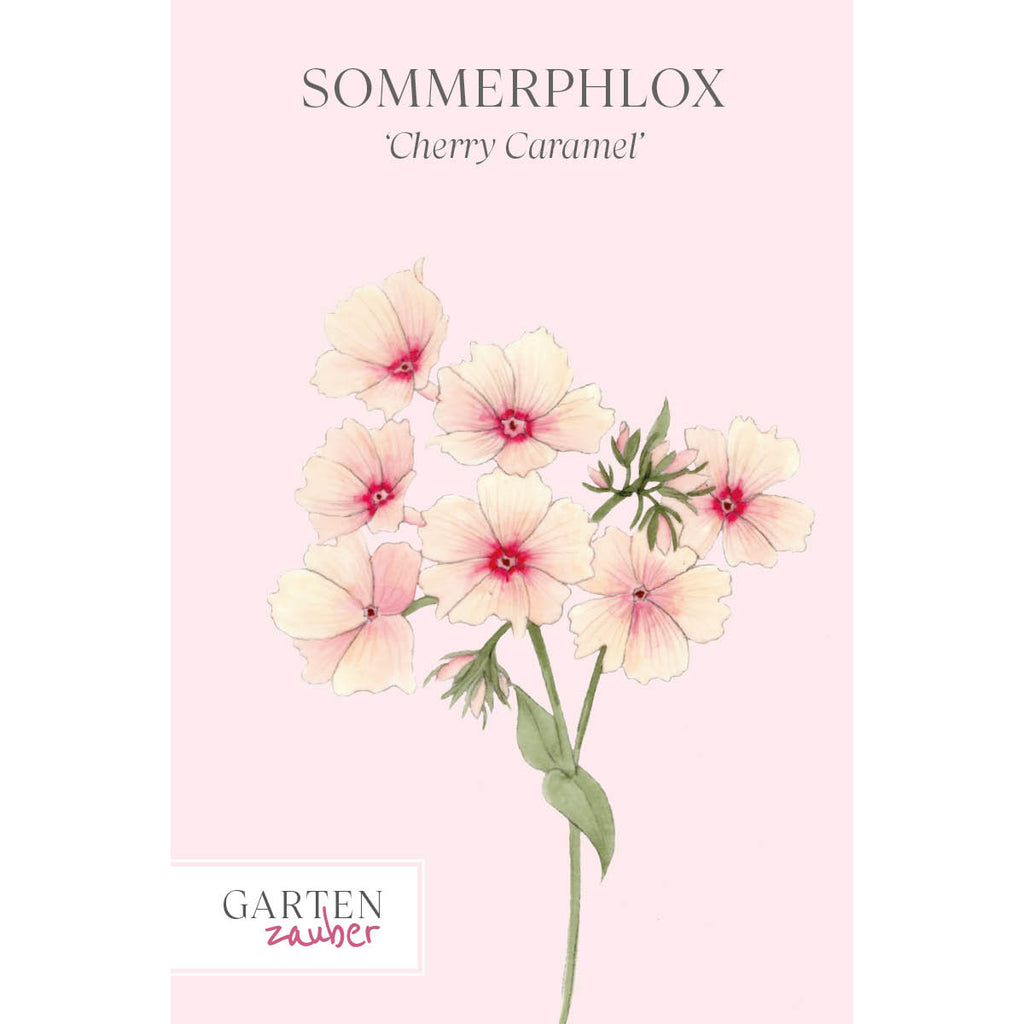 Vorderansicht Saatguttuete  Sommerphlox - Phlox drummondii  'Cherry Caramel' aus der Gartenzauber-Saatgutserie