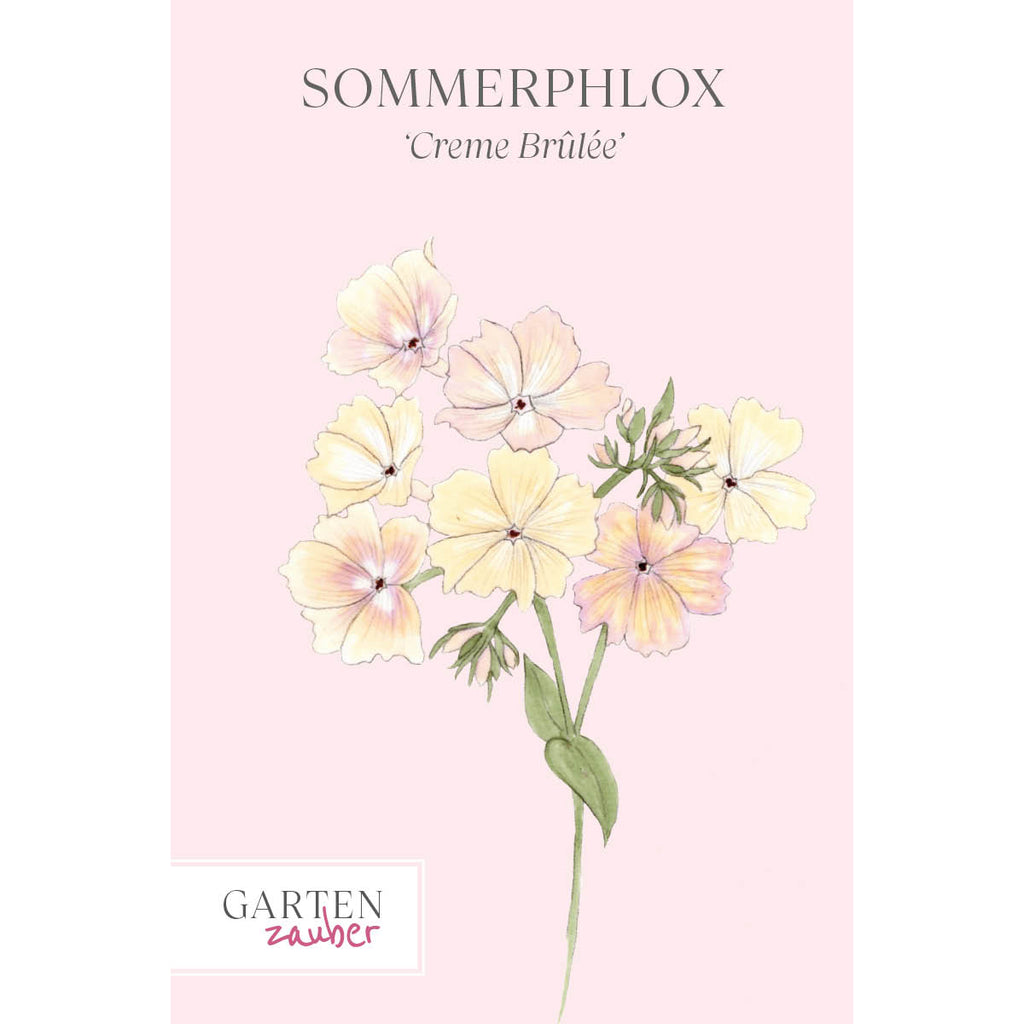 Vorderansicht Saatguttuete  Sommerphlox - Phlox drummondii  'Creme Brûlée' aus der Gartenzauber-Saatgutserie