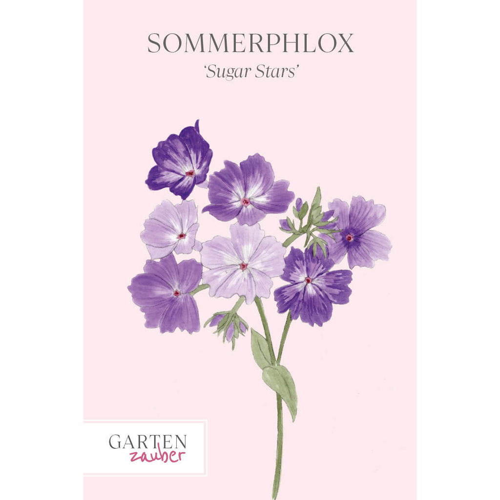 Vorderansicht Saatguttuete  Sommerphlox - Phlox drummondii  'Sugar Stars' aus der Gartenzauber-Saatgutserie