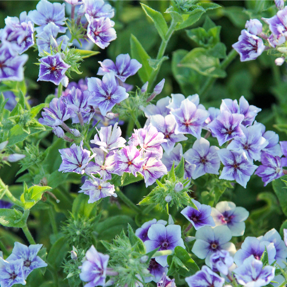 Bluehende Pflanze Sommerphlox - Phlox drummondii  'Sugar Stars' aus der Gartenzauber-Saatgutserie