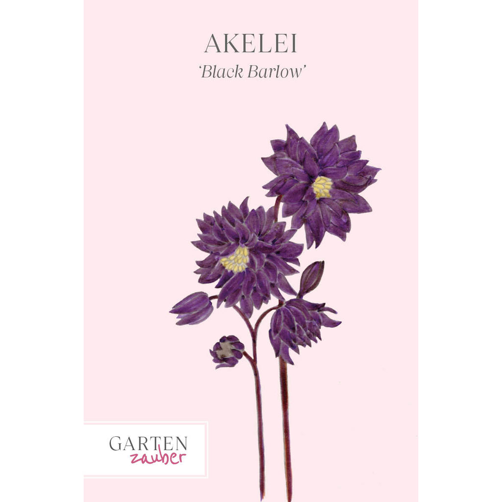 Vorderansicht Saatguttuete Akelei - Aquilegia vulgaris ‘Black Barlow‘ aus der Gartenzauber-Saatgutserie
