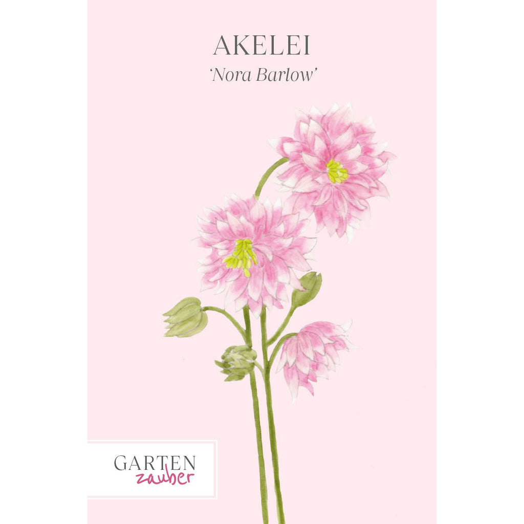 Vorderansicht Saatguttuete Akelei - Aquilegia vulgaris ‘Nora Barlow‘ aus der Gartenzauber-Saatgutserie