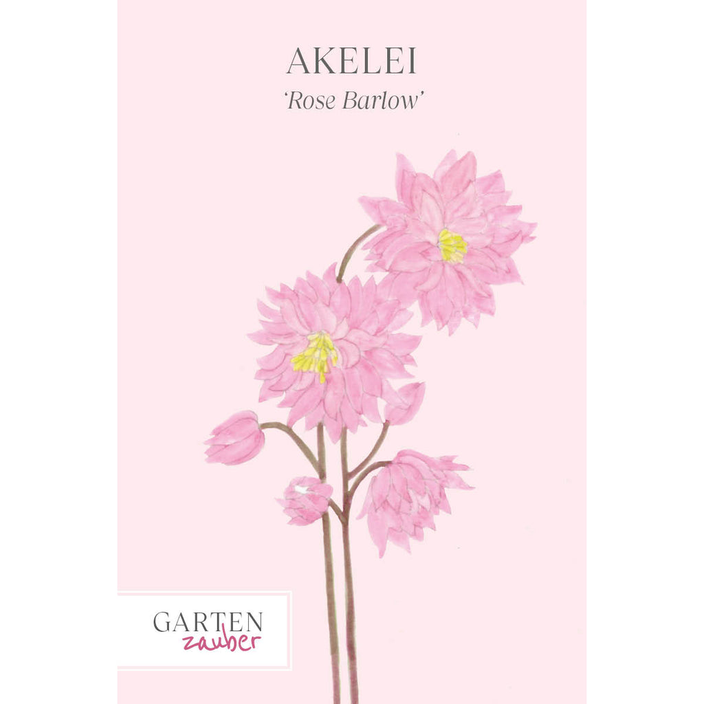 Vorderansicht Saatguttuete Akelei - Aquilegia vulgaris ‘Rose Barlow‘ aus der Gartenzauber-Saatgutserie 