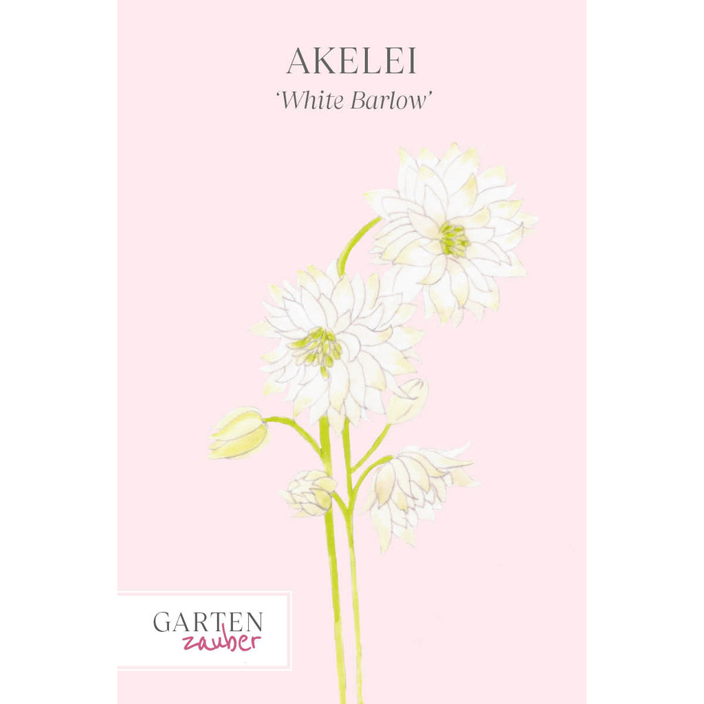 Vorderansicht Saatguttuete Akelei - Aquilegia vulgaris ‘White Barlow‘ aus der Gartenzauber-Saatgutserie 