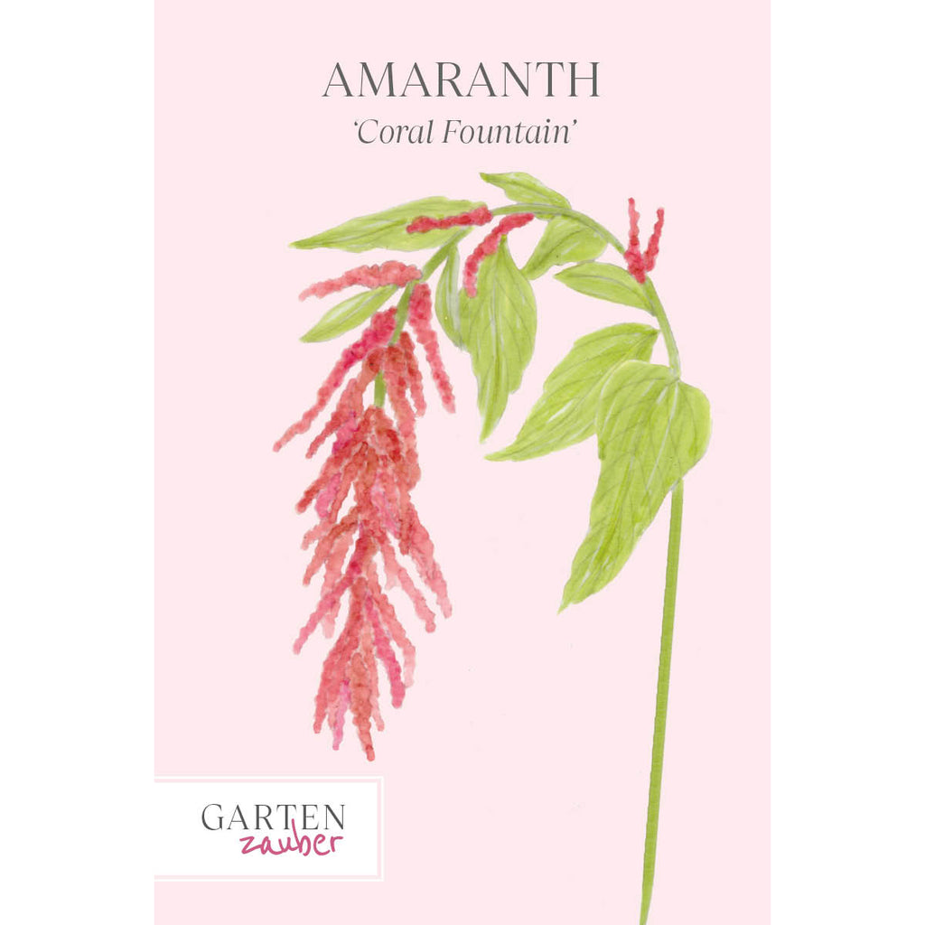 Vorderansicht Saatguttuete Amaranth Amaranthus cruentus ‘Coral Fountain‘  aus der Gartenzauber-Saatgutserie