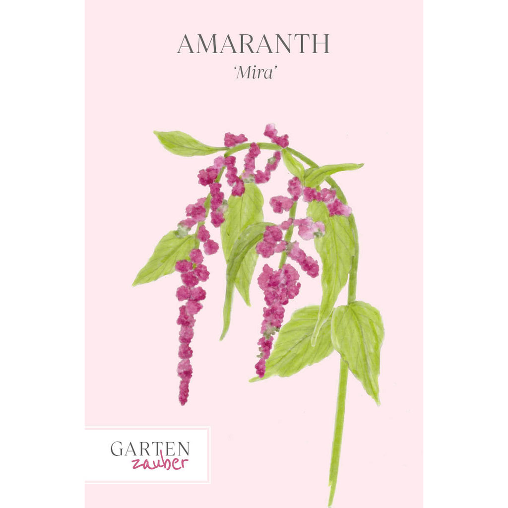 Vorderansicht Saatguttuete Amaranth - Amaranthus cruentus  ‘Mira‘ aus der Gartenzauber-Saatgutserie