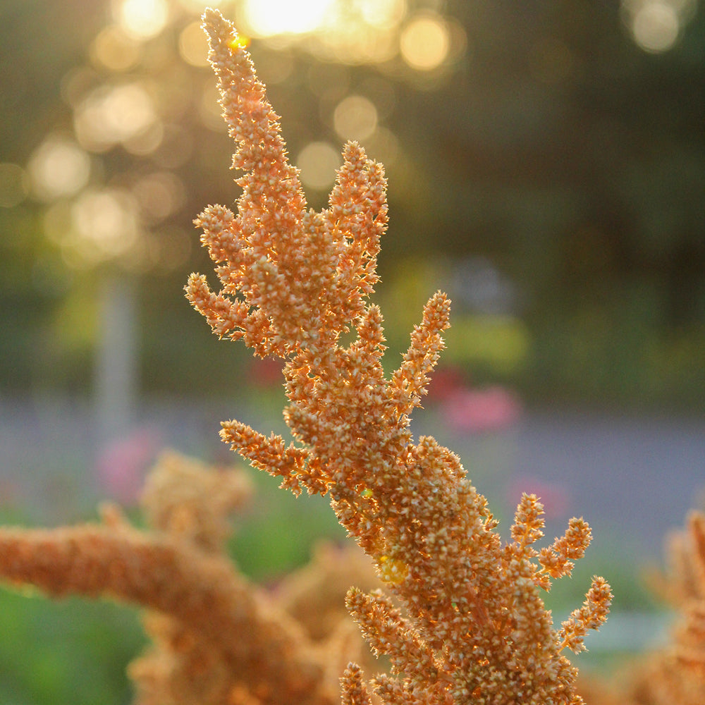 Bluehende Pflanze Amaranth - Amaranth  Amaranthus cruentus  ‘Hot Biscuit‘ aus der Gartenzauber-Saatgutserie