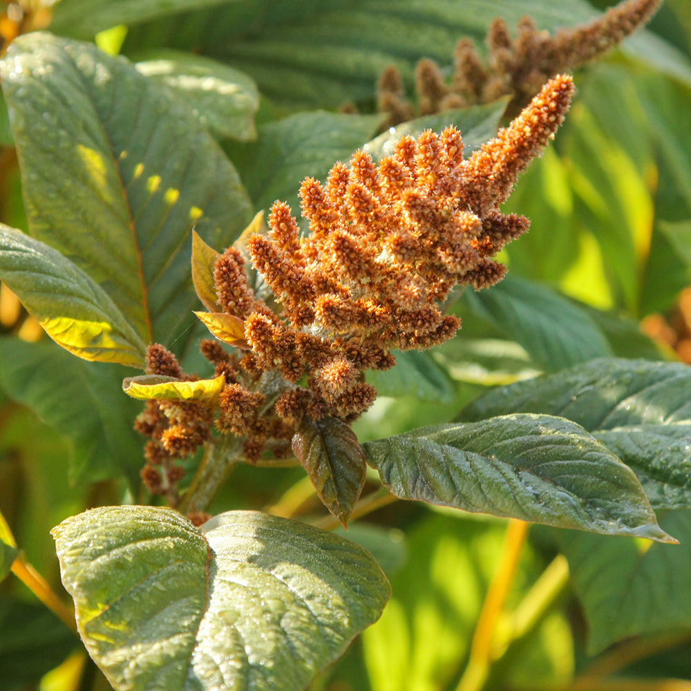 Bluehende Pflanze Amaranth Amaranth  - Amaranthus cruentus  ‘Hot Biscuit‘ aus der Gartenzauber-Saatgutserie