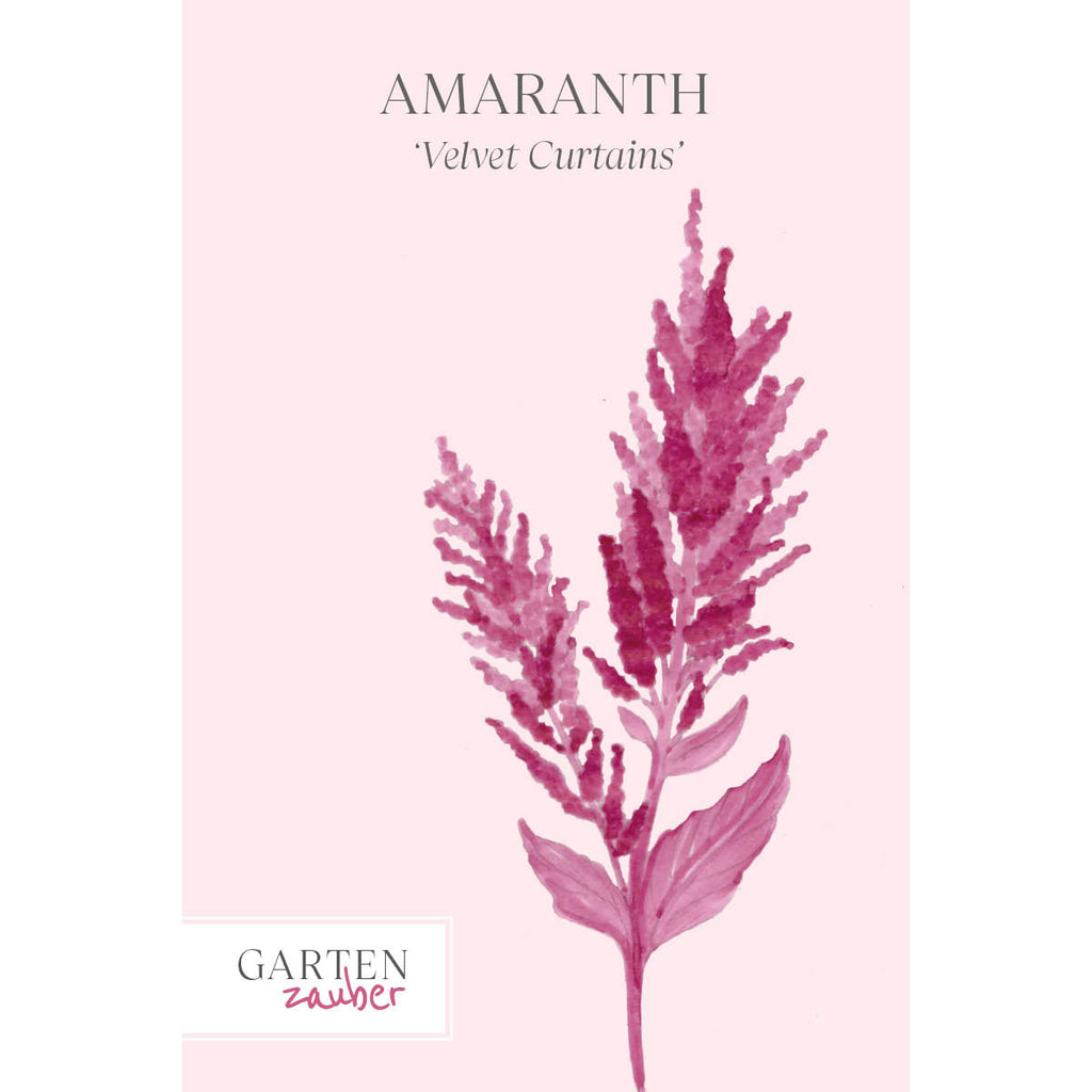 Vorderansicht Saatguttuete Amaranth - Amaranthus cruentus ‘Velvet Curtains‘ aus der Gartenzauber-Saatgutserie