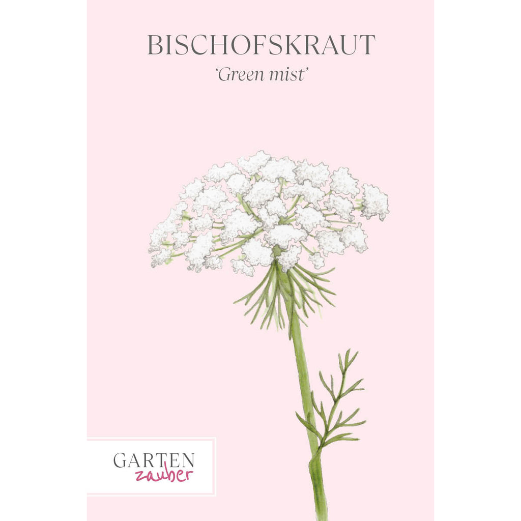 Vorderansicht Saatguttuete Bischofskraut ‘Green mist‘ Ammi visnaga aus der Gartenzauber-Saatgutserie