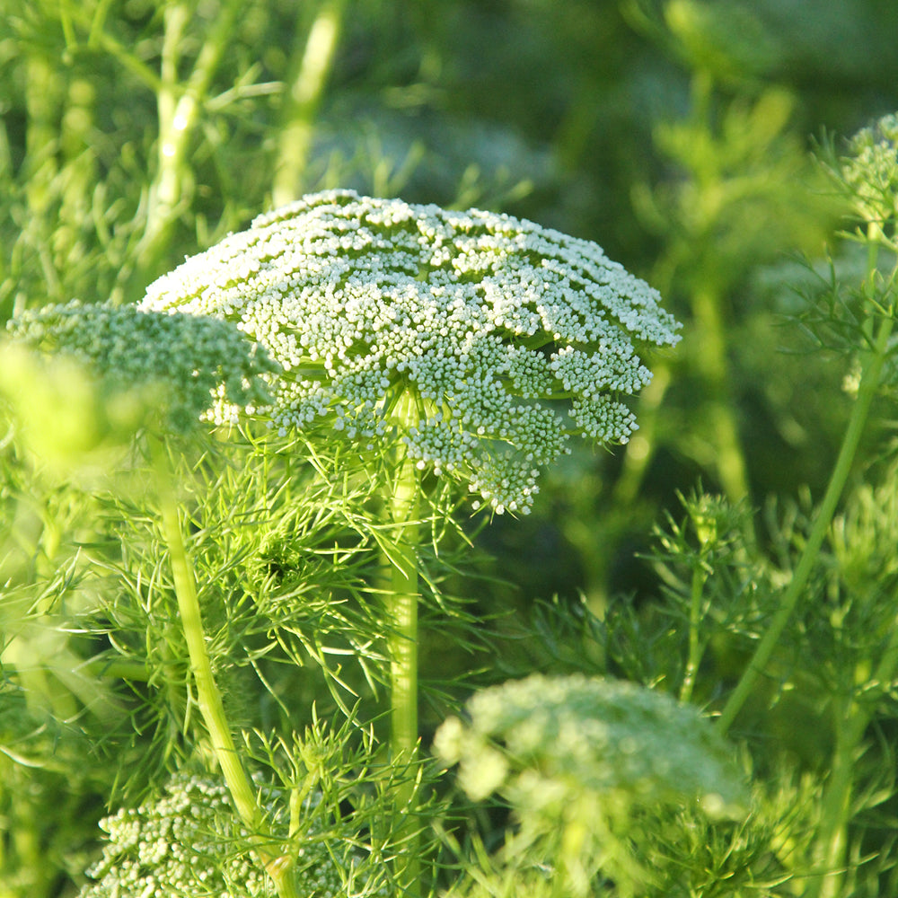 Bluehende Pflanze Bischofskraut ‘Green mist‘ Ammi visnaga aus der Gartenzauber-Saatgutserie
