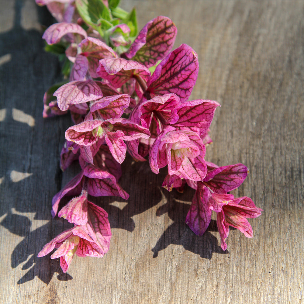 Bluehende Pflanze Buntschopfsalbei - Salvia viridis 'Pink Sunday' aus der Gartenzauber-Saatgutserie