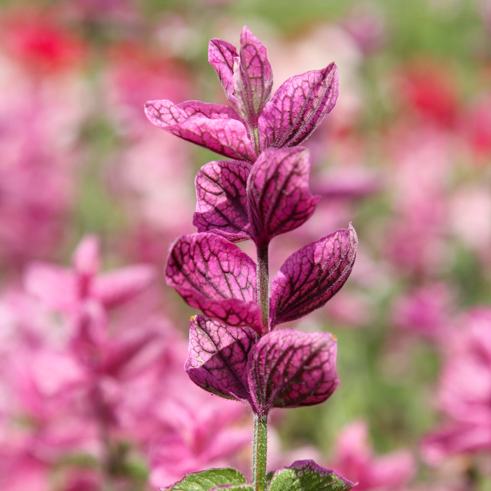 Bluehende Pflanze Buntschopfsalbei - Salvia viridis 'Pink Sunday' aus der Gartenzauber-Saatgutserie