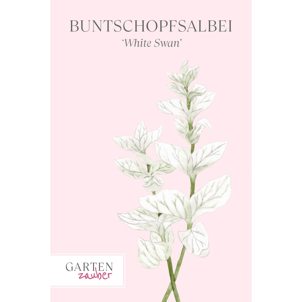 Vorderansicht Saatguttuete  Buntschopfsalbei - Salvia viridis 'White Swan' aus der Gartenzauber-Saatgutserie