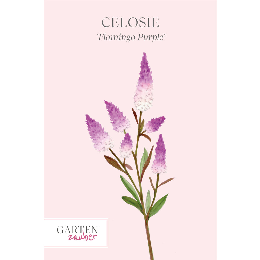 Ansicht der Saatguttuete Celosie Flamingo Purple aus der Gartenzauber Saatgutserie