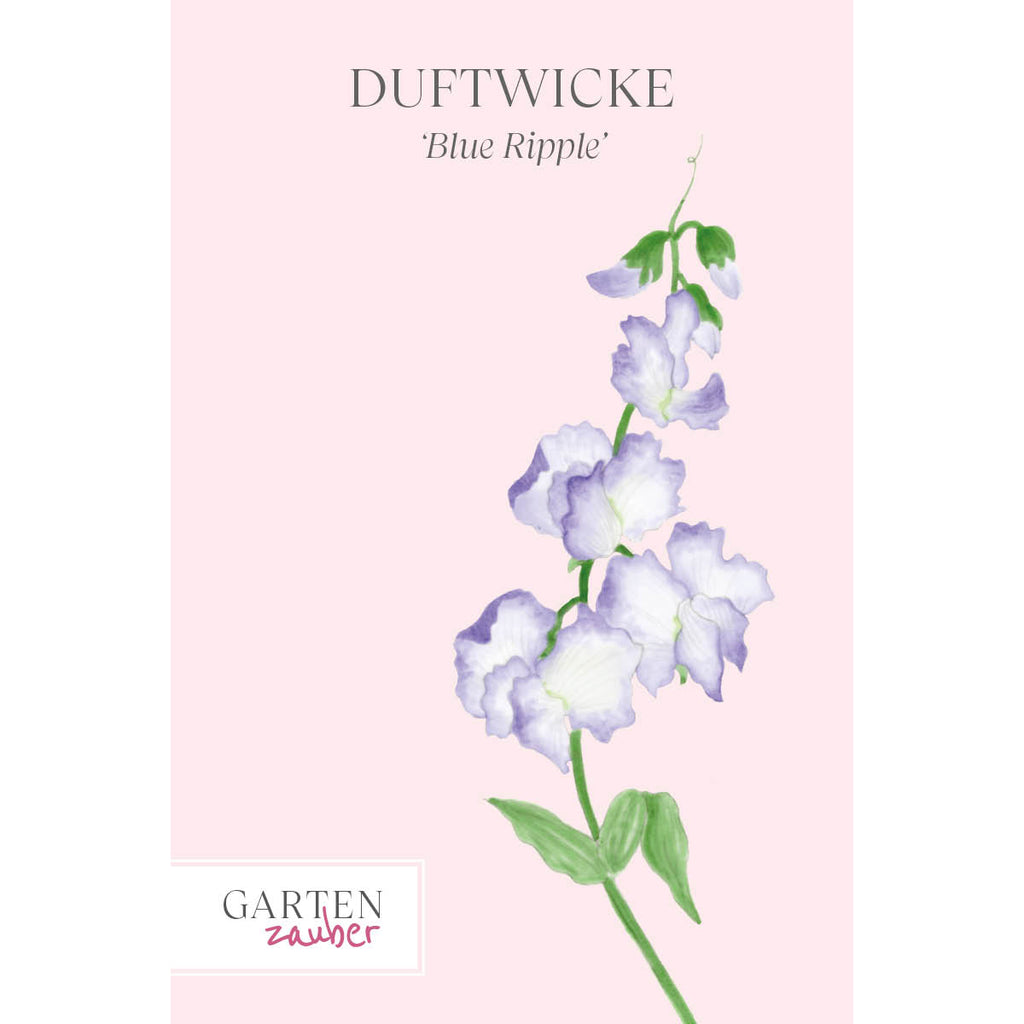Vorderansicht Saatguttuete  Duftwicke - Lathyrus odoratus `Blue Ripple‘ aus der Gartenzauber-Saatgutserie