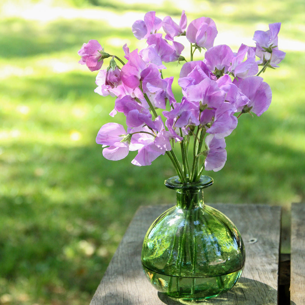 Vorderansicht Saatguttuete  Duftwicke - Lathyrus odoratus 'Elegance Lavender' aus der Gartenzauber-Saatgutserie in einer kleinen gruenen Vase